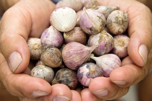 Close up of fresh organic garlic In hand