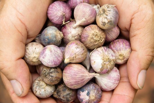Close up of fresh organic garlic In hand