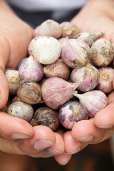 Close up of fresh organic garlic In hand