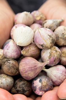 Close up of fresh organic garlic Background