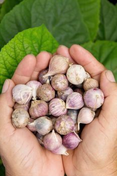 Image of fresh organic garlic in hand