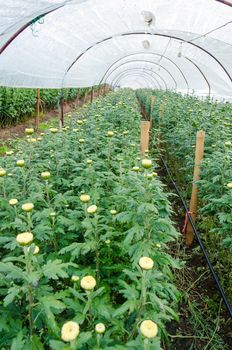 Inside greenhouse of Chrysanthemum flowers farm on Doi Inthanon mountain in Chiang Mai province, Thailand.
