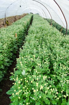 Inside greenhouse of Chrysanthemum flowers farm on Doi Inthanon mountain in Chiang Mai province, Thailand.