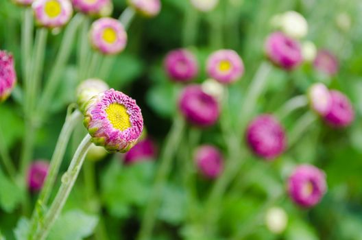 Magenta chrysanthemum flower buds. Prepared to bloom in the morning atmosphere
