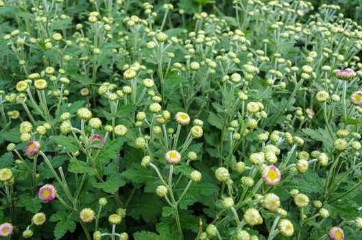 Magenta chrysanthemum flower buds. Prepared to bloom in the morning atmosphere
