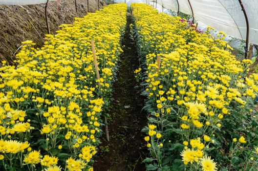 Inside greenhouse of yellow Chrysanthemum flowers farms on Doi Inthanon mountain in Chiang Mai province, Thailand.