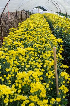 Inside greenhouse of yellow Chrysanthemum flowers farms on Doi Inthanon mountain in Chiang Mai province, Thailand.