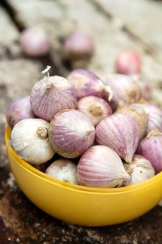 fresh organic garlic close up