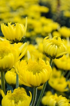 Close up yellow Chrysanthemum flowers in garden on Doi Inthanon mountain at Chiang Mai province of Thailand.