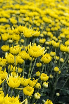 Close up yellow Chrysanthemum flowers in garden on Doi Inthanon mountain at Chiang Mai province of Thailand.