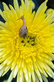 Close up Snail feeding on yellow Chrysanthemum flowers amid the morning dew
