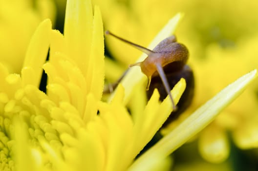 Close up Snail feeding on yellow Chrysanthemum flowers amid the morning dew