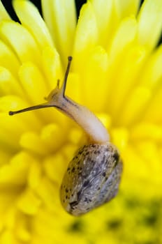 Close up Snail feeding on yellow Chrysanthemum flowers amid the morning dew