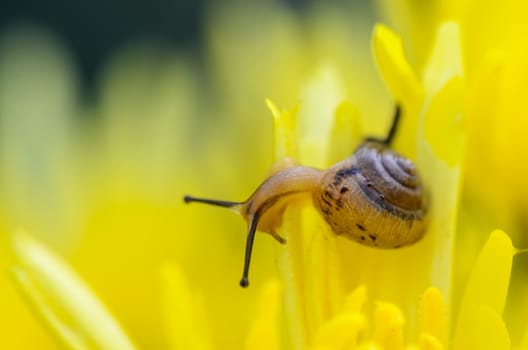 Close up Snail feeding on yellow Chrysanthemum flowers amid the morning dew