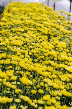 Inside greenhouse of yellow Chrysanthemum flowers farms on Doi Inthanon mountain in Chiang Mai province, Thailand.