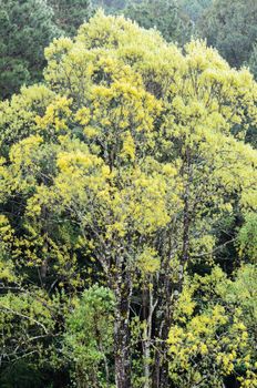 Trees with yellow leaves in the rainforest during the winter of Thailand