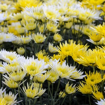 Chrysanthemum Morifolium flowers garden on Doi Inthanon mountain in Chiang Mai province of Thailand.