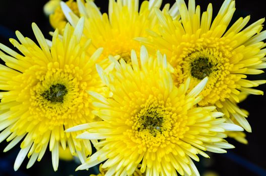 Close up yellow Chrysanthemum flowers on tree from top view