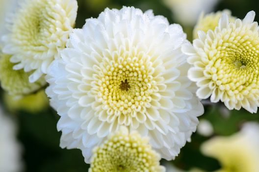 Close up white Chrysanthemum Morifolium flowers wet with morning dew
