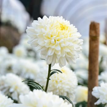 White Chrysanthemum Morifolium flowers at garden on Doi Inthanon mountain in Chiang Mai province of Thailand.