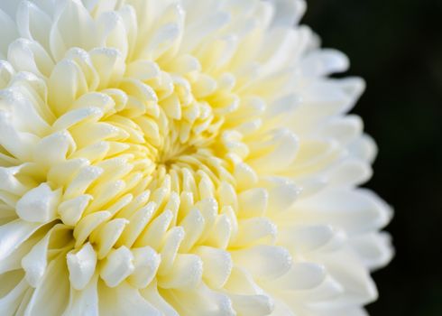 Close up middle of light yellow Chrysanthemum Morifolium flowers wet with morning dew