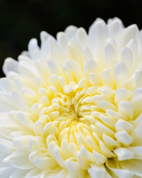 Close up middle of light yellow Chrysanthemum Morifolium flowers wet with morning dew