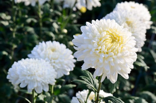 White Chrysanthemum Morifolium flowers at garden on Doi Inthanon mountain in Chiang Mai province of Thailand.