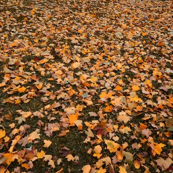 very beautiful autumn leaf fall on ground