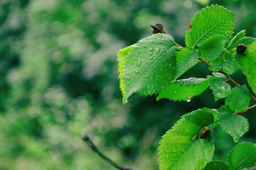 raindrops on Spring green leaves in forest