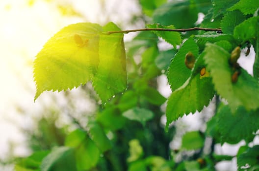 Abstract summer light with green leaves under sun