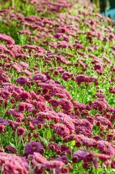 Magenta Chrysanthemum Morifolium flowers garden on Doi Inthanon mountain in Chiang Mai province of Thailand.