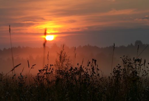 silhouette summer grass in nighy fall under sun