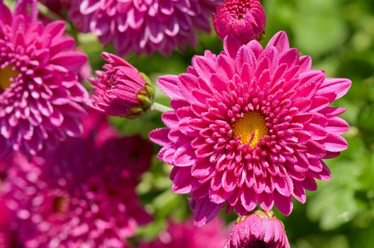 Top view close up fuchsia Chrysanthemum Morifolium flowers which is filled with morning dew.