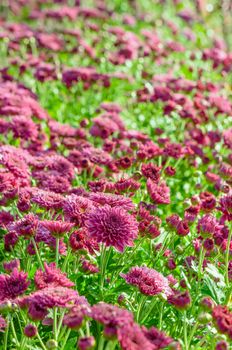 Magenta Chrysanthemum Morifolium flowers garden on Doi Inthanon mountain in Chiang Mai province of Thailand.