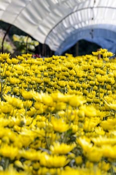 Inside greenhouse of yellow Chrysanthemum flowers farms on Doi Inthanon mountain in Chiang Mai province, Thailand.