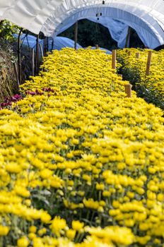 Inside greenhouse of yellow Chrysanthemum flowers farms on Doi Inthanon mountain in Chiang Mai province, Thailand.