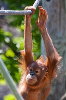 Baby orangutan climbing on high on a rope