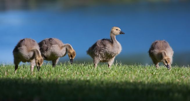 Goslings eating grass near the lake shore