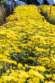 Inside greenhouse of yellow Chrysanthemum flowers farms on Doi Inthanon mountain in Chiang Mai province, Thailand.