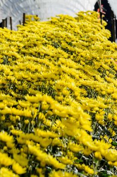 Inside greenhouse of yellow Chrysanthemum flowers farms on Doi Inthanon mountain in Chiang Mai province, Thailand.