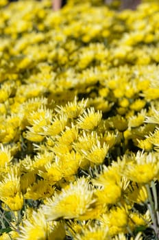 Yellow Chrysanthemum flowers garden on Doi Inthanon mountain in Chiang Mai province of Thailand.