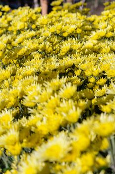 Yellow Chrysanthemum flowers garden on Doi Inthanon mountain in Chiang Mai province of Thailand.