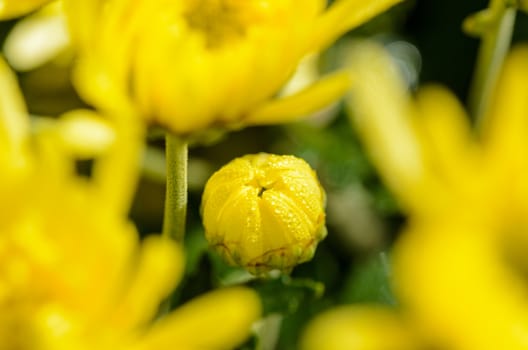 Close up buds yellow Chrysanthemum Morifolium flowers which is filled with morning dew.