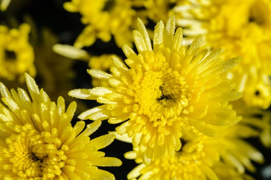 Top view close up yellow Chrysanthemum Morifolium flowers which is filled with morning dew.