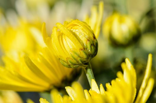 Close up buds yellow Chrysanthemum Morifolium flowers which is filled with morning dew.