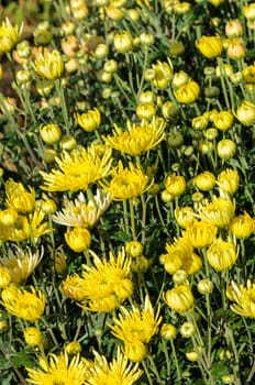 Buds of yellow Chrysanthemum Morifolium flowers at garden on Doi Inthanon mountain in Chiang Mai province of Thailand.