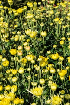 Buds of yellow Chrysanthemum Morifolium flowers at garden on Doi Inthanon mountain in Chiang Mai province of Thailand.