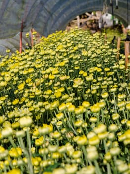 Buds of yellow Chrysanthemum Morifolium flowers at garden on Doi Inthanon mountain in Chiang Mai province of Thailand.