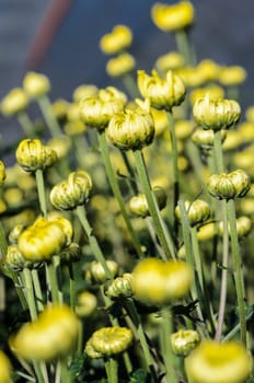 Buds of yellow Chrysanthemum Morifolium flowers at garden on Doi Inthanon mountain in Chiang Mai province of Thailand.