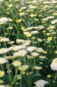 White Chrysanthemum Morifolium flowers garden on Doi Inthanon mountain in Chiang Mai province of Thailand.